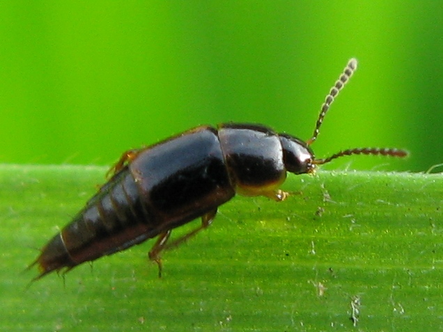 Stafilinide: Tachinus cf. laticollis